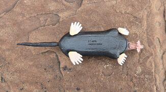 Takara Star-nosed mole 2.jpg