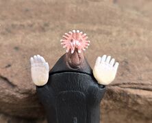 Takara Star-nosed mole 3.jpg