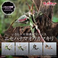 Giant devil's flower mantis