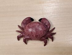 [[The Access Dangerous sea creatures Floral egg crab]