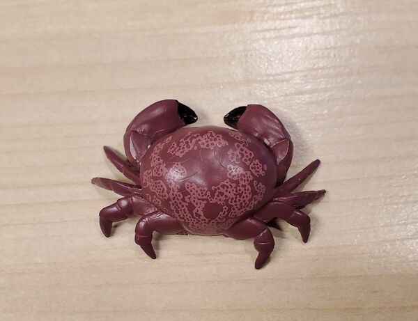 The Access Dangerous sea creatures Floral egg crab 1.jpg