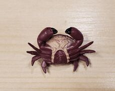 The Access Dangerous sea creatures Floral egg crab 2.jpg