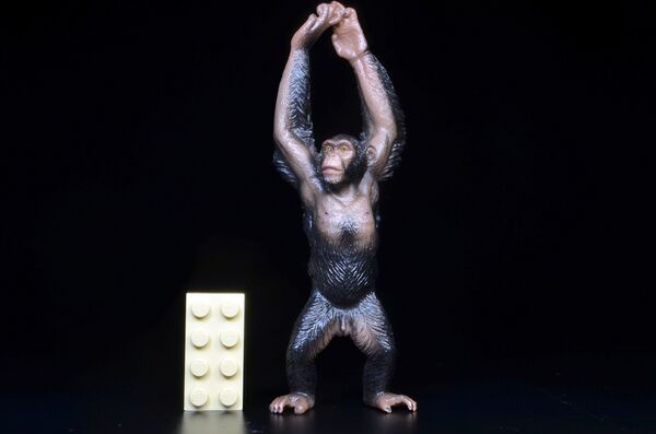 ToyMany Chimpanzee 1.jpg