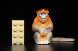 Golden snub-nosed monkey