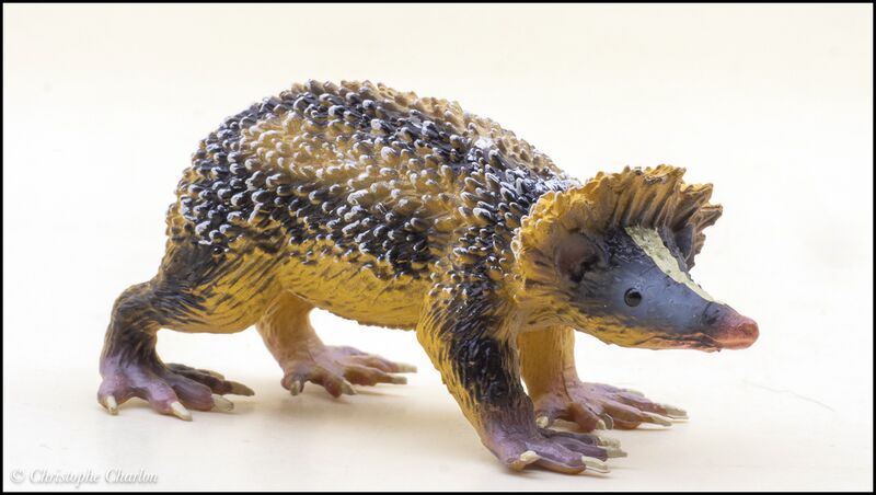 File:ToyMany Lowland streaked tenrec 4.jpg