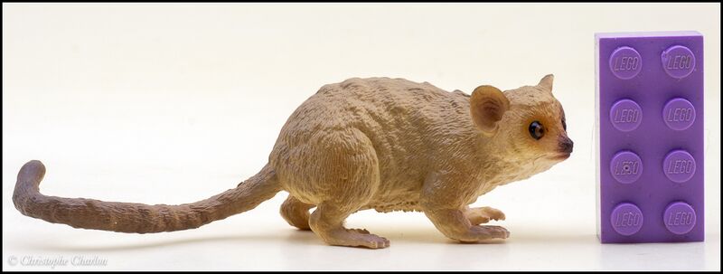File:ToyMany Madame Berthe's mouse lemur 1.jpg