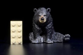 ToyMany North America's Black bear sitting