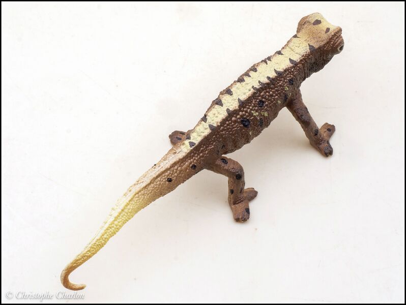 File:ToyMany Nosy hara leaf chameleon 8.jpg