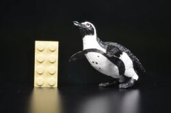 African penguin