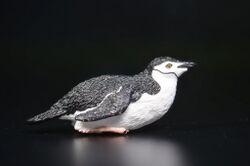 Chinstrap penguin