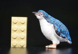 Little blue penguin