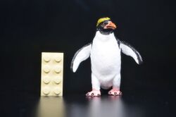 Macaroni penguin