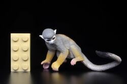 Common squirrel monkey