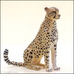 sitting female Cheetah