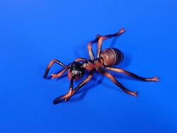 Red Imported Fire Ant