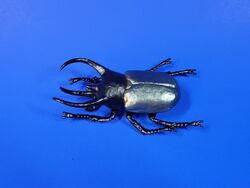 Three-horned Rhinoceros Beetle