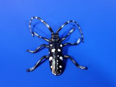 ToyMany Citrus Longhorned Beetle
