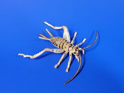 Cricket