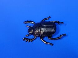 Dung Beetle