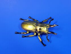 Golden Stag Beetle