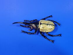 Hercules Beetle