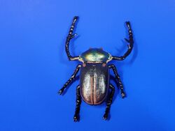 Janson's Long-armed Scarab Beetle