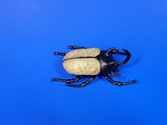 ToyMany Five-horned Rhinoceros Beetle
