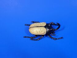 Five-horned Rhinoceros Beetle