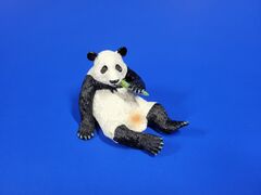 Giant panda male
