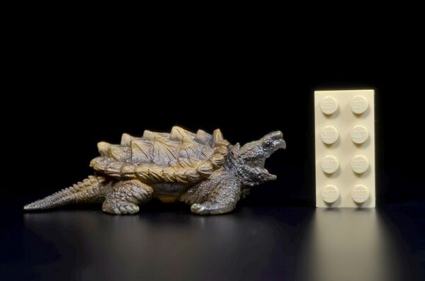 Toymany Mini North America Alligator snapping turtle 1.jpg