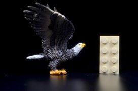 Toymany Mini North America Bald eagle