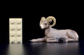 Toymany Mini North America Bighorn