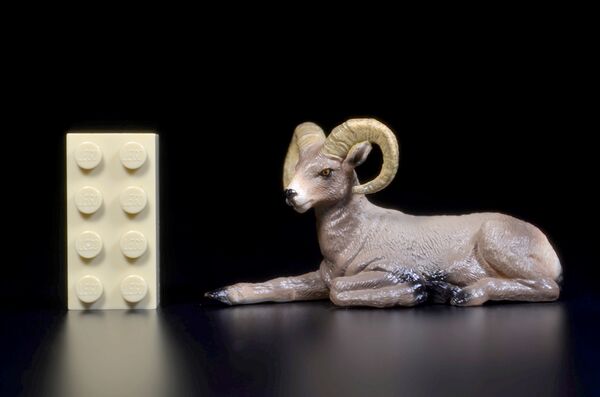 Toymany Mini North America Bighorn 1.jpg