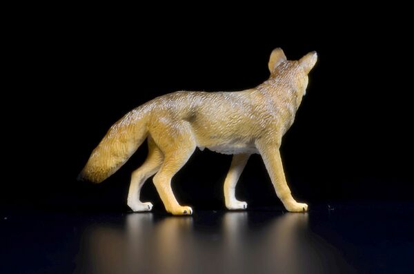 Toymany Mini North America Coyote 2.jpg