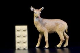 Toymany Mini North America Key deer