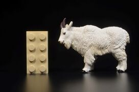 Toymany Mini North America Mountain goat