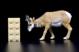 Toymany Mini North America Pronghorn
