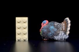 Toymany Mini North America Turkey