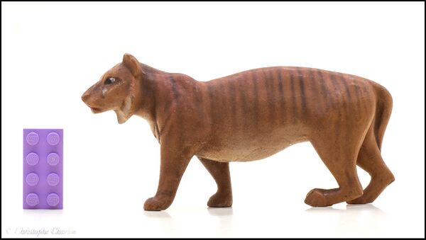 Veralith Tiger 1.jpg