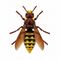 Vespa crabro thumbart.jpg