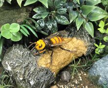 Kaiyodo cQM Asian Giant Hornet