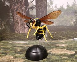 Cuckoo yellowjacket, Vespula austriaca