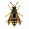 Vespula austriaca thumbart.jpg