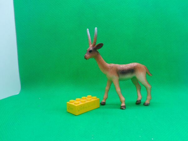 Wenno-gazelle-wd.jpg