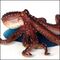 White-striped octopus.JPG
