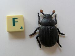 Wing Mau Red Dung Beetle