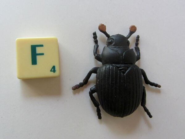 Wing Mau Aphodius fimetarius B2 Froggies.jpg