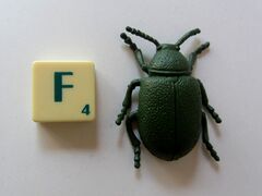 Wing Mau Dogbane Beetle