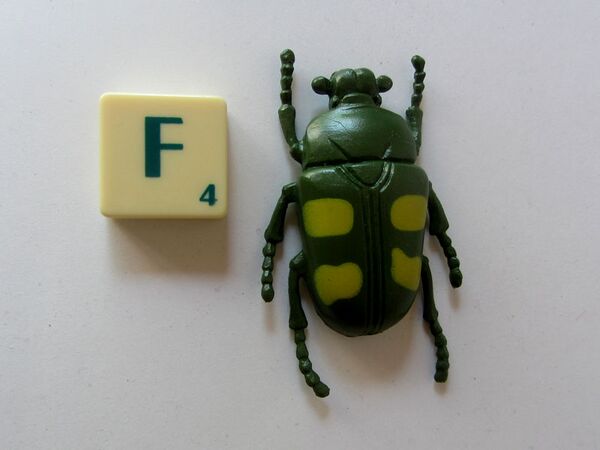 Wing mau Jumnos ruckeri A11 Froggies.jpg