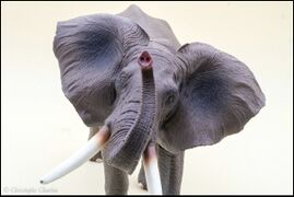 Yiniao Family Zoo Vinyl African elephant 14.jpg